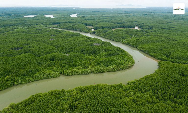 thuc te rung ngap man can gio