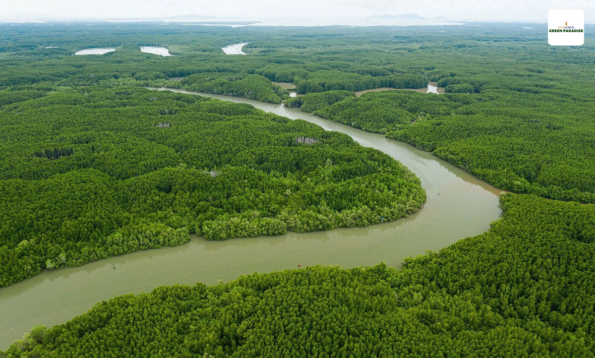 thuc te rung ngap man can gio