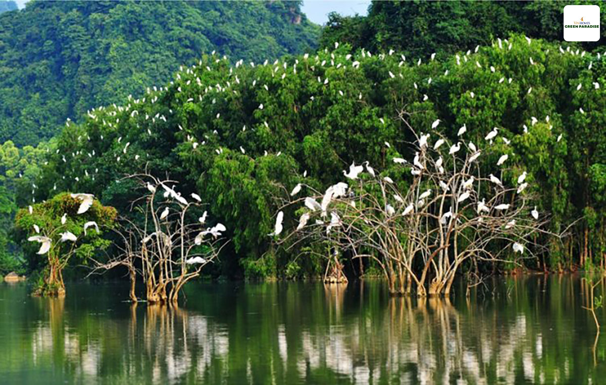 thuc te rung vam sac can gio